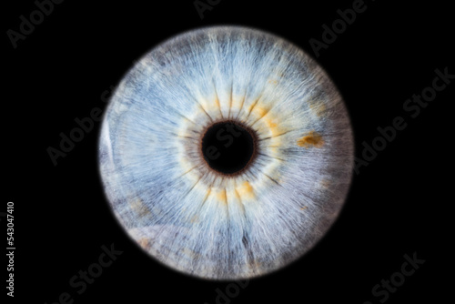 Human eye pupil close up isolated on black background