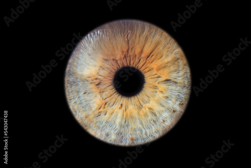 Human eye pupil close up isolated on black background photo