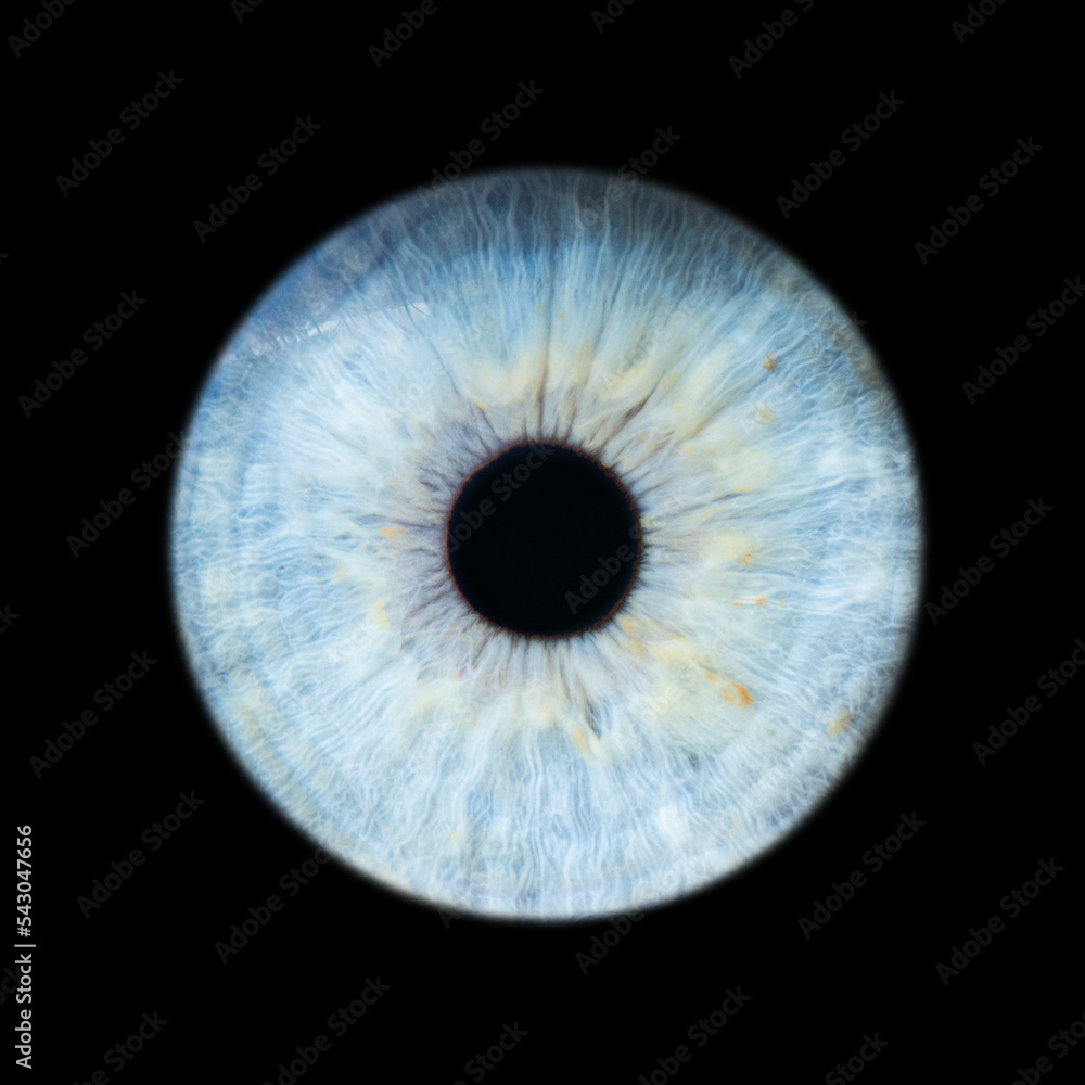 © jakubstepan - Human eye pupil close up isolated on black background © jakubstepan - Human eye pupil close up isolated on black background