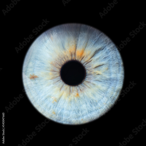 Human eye pupil close up isolated on black background