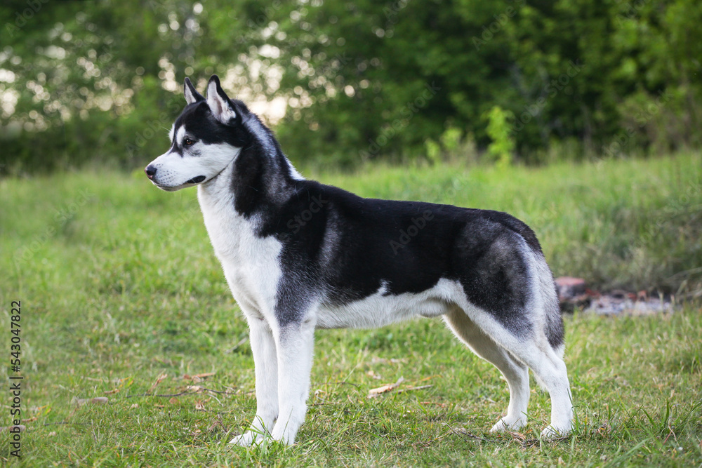 Black and white Siberian Huskya in the forest