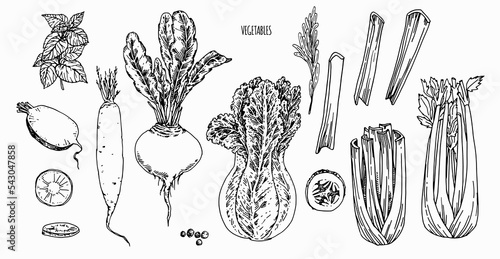 Hand drawn vector vegetables set. Fresh, healthy, vegetarian, local food. Cooking beetroot, celery, carrot, boc choy.