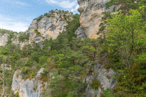 Fototapeta Naklejka Na Ścianę i Meble -  Gorges of Tarn seen from hiking trail on the corniches of Causse Mejean above the Tarn Gorges.