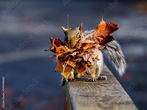 Squirrel collecting leaves to build nest
