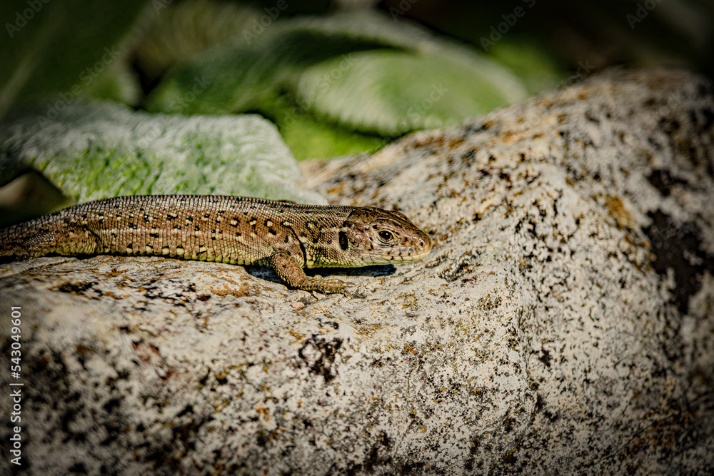 Naklejka premium Lizard on rock // Eidechse auf Felsen