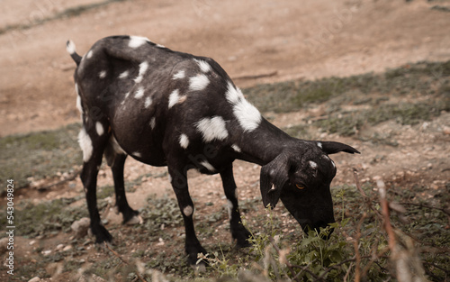 Chivo comiendo pasto en Barahona, República Dominicana. 