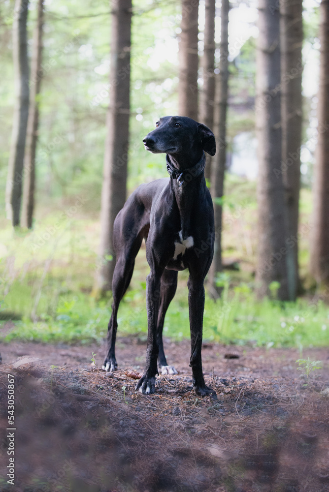 Beautiful portait of a spanish greyhound (galgo) in a green forest.