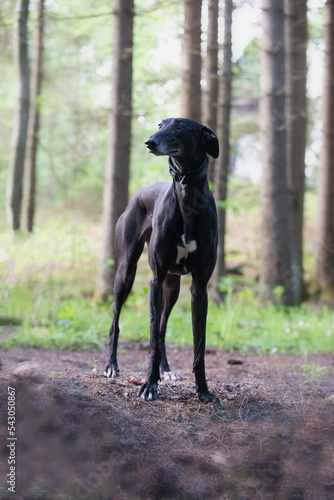 Beautiful portait of a spanish greyhound  galgo  in a green forest.