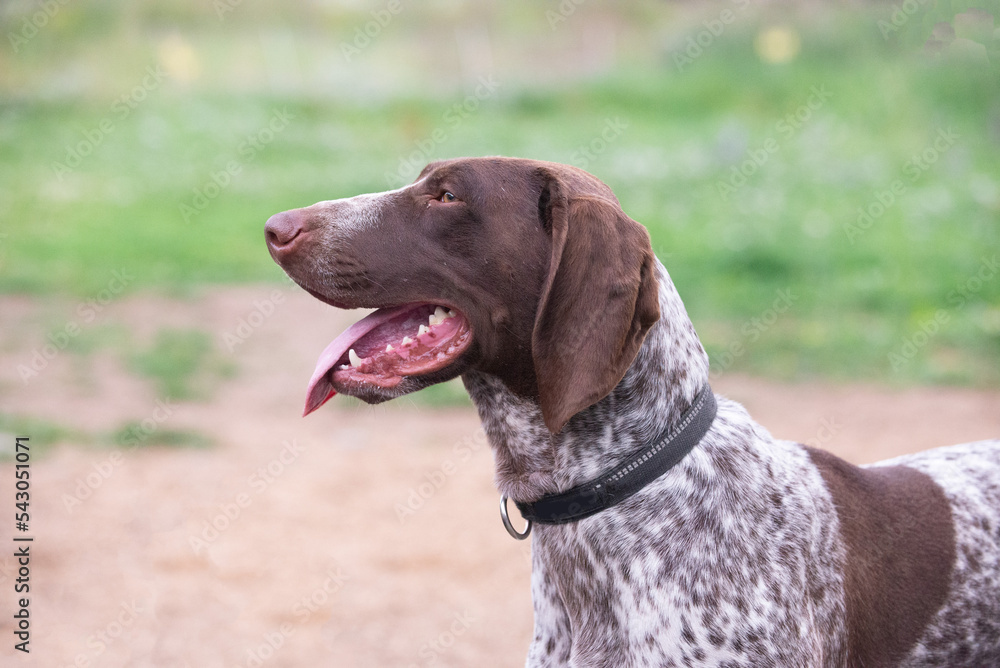 Close-up portrait of a german shorthaired pointer dog in the summer.