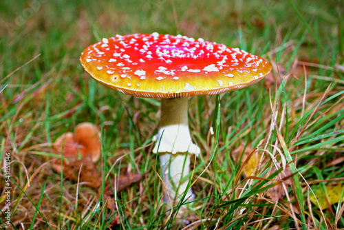Plopsa mushroom
