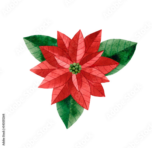 Watercolor hand drawn illustration of the Poinsettia. Isolated on white background. Hand painted watercolour Christmas Flower