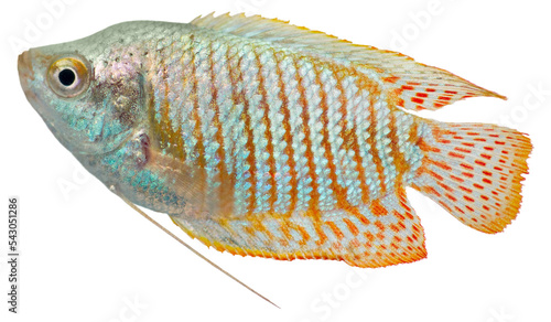 Dwarf Gourami fish. PNG masked background. 