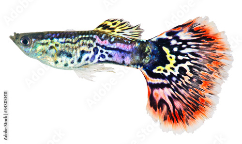 Guppy fish. PNG masked background.
