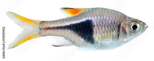 Harlequin rasbora fish. PNG masked background. 
