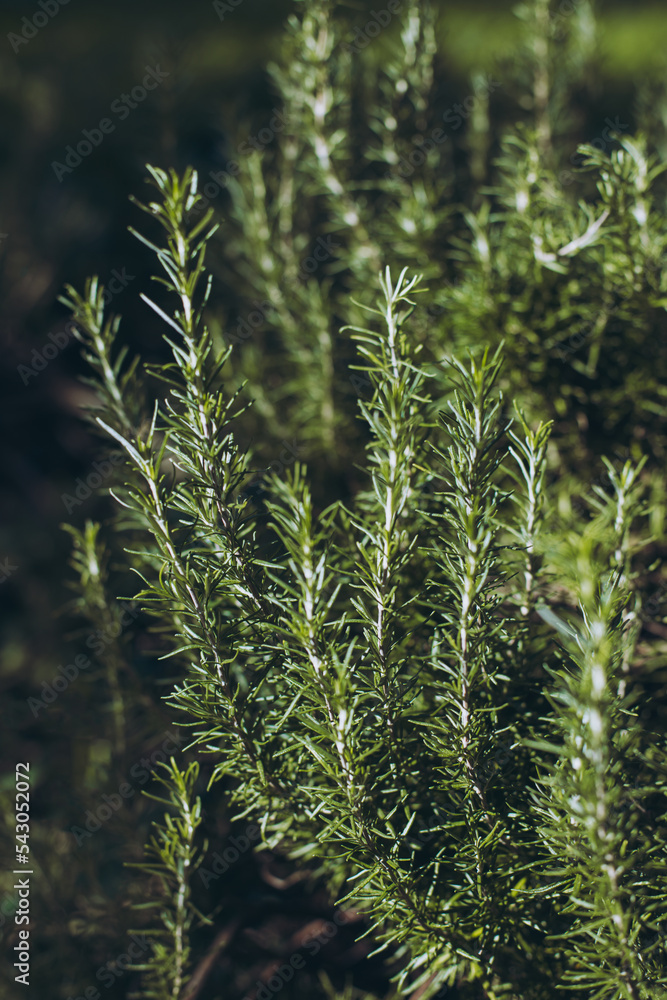 Sprigs of aromatic rosemary in the garden on a sunny day. Sprigs of aromatic rosemary in the garden on a sunny day.