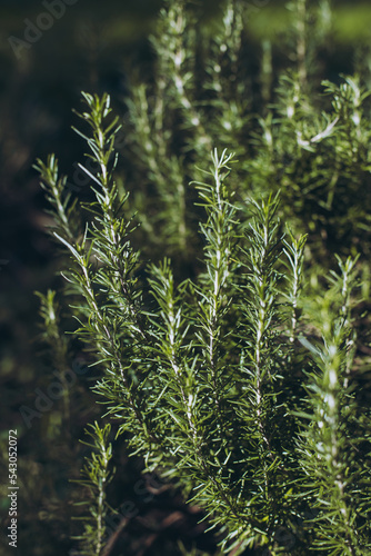 Sprigs of aromatic rosemary in the garden on a sunny day.