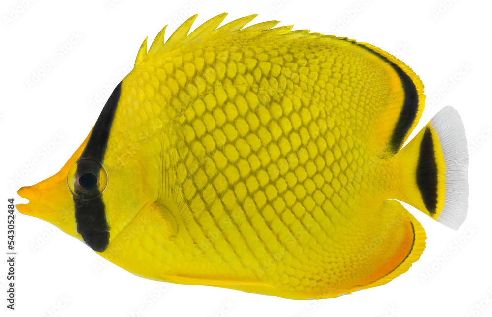 Φωτογραφία Latticed Butterfly fish