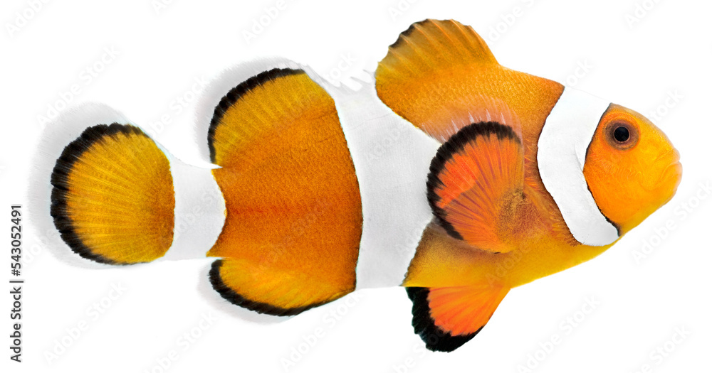 Clown fish (Amphiprion ocellaris). PNG masked background.
 - obrazy, fototapety, plakaty 