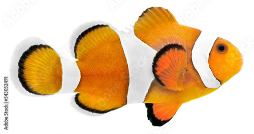 Clown fish (Amphiprion ocellaris). PNG masked background.
