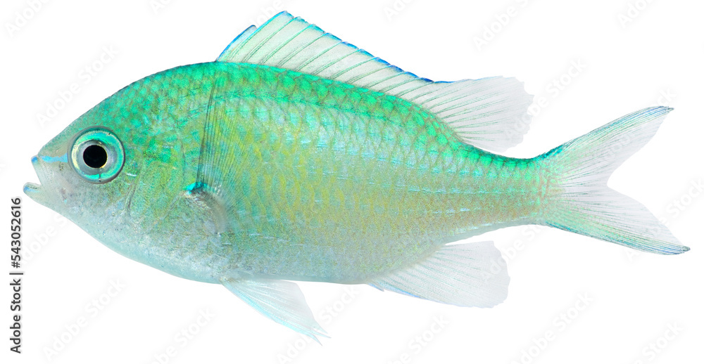 Green Chromis (Chromis viridis). PNG masked background.
Green Chromis (Chromis viridis). PNG masked background.