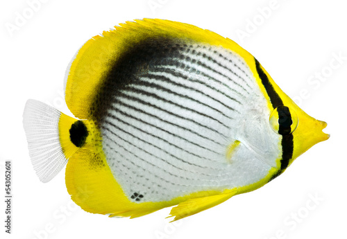 Photography Blackback Butterflyfish