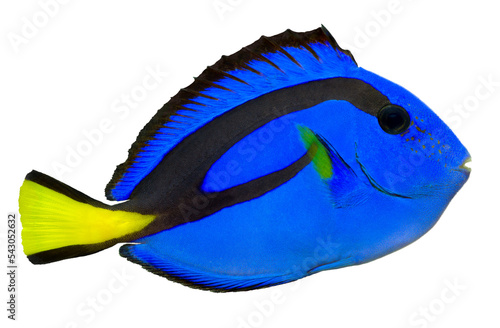 Fotografie Blue Tang. PNG masked background.