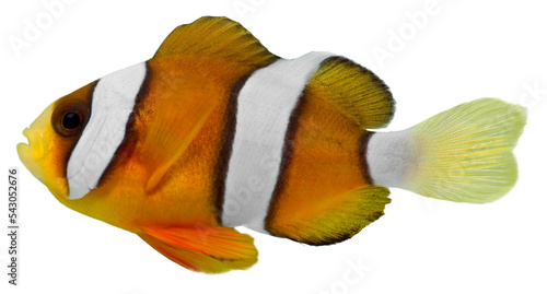 Clark Clown Fish (Amphirion clarkii). PNG masked background.
 photo