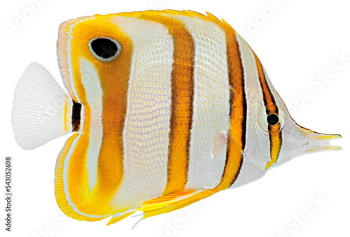 Copperbanded Butterfly fish. PNG masked background.
