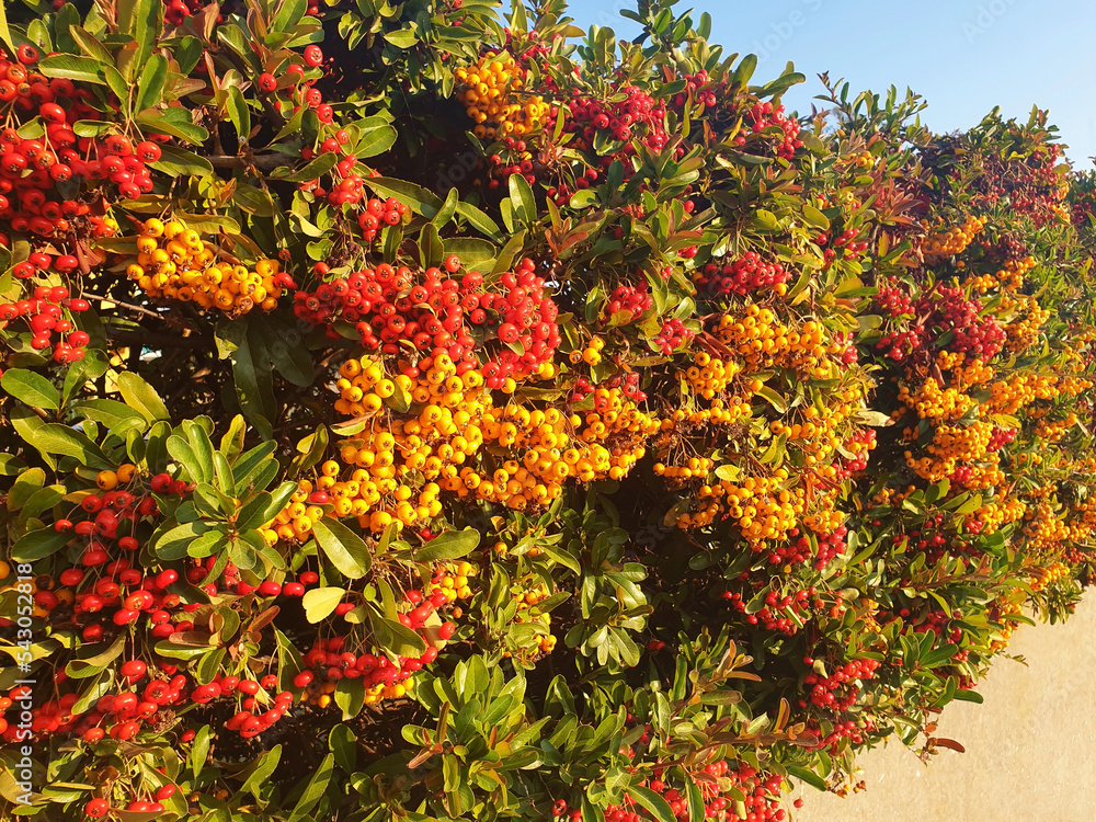 A cotoneaster or pyracantha bush with yellow and red berries serves as a hedge