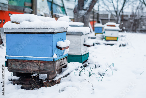 Wallpaper Mural Colorful hives on apiary in winter stand in snow among snow-covered trees. pair of snow covered bee hives. Apiary in wintertime. Hives on apiary in December in Europe. Torontodigital.ca