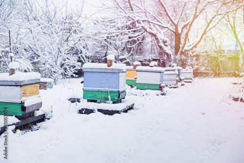 Wallpaper Mural Colorful hives on apiary in winter stand in snow among snow-covered trees. Wintering honeybees in fresh air outside winter. Beehives covered with snow in wintertime. Beekeeping Torontodigital.ca