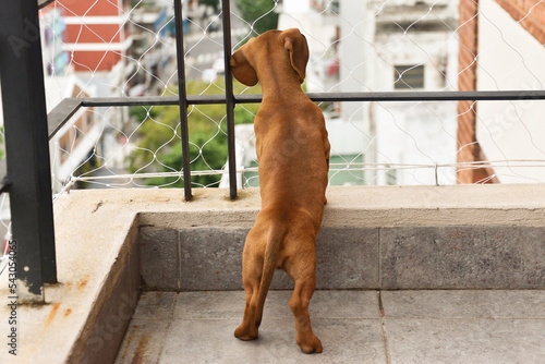 Foto Pequeño cachorro de Dachshund mirando por el balcón.