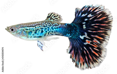 Guppy fish. Poecilia reticulata. PNG masked background.
