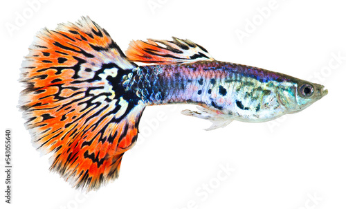 Guppy fish  (Poecilia reticulata). PNG masked background.
