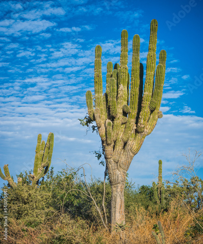 Saguaro cactus along the road, Pescadero, Baja California, Mexico