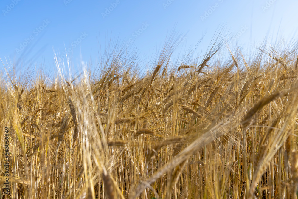 ripe wheat harvest in summer