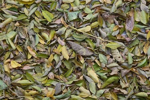 Fondo con detalle y textura de multitud de hojas de tonos verdes y marrones, en tonos de otoño