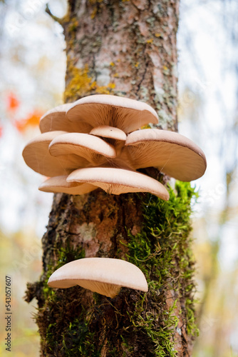 Group of mushrooms Pleurotus ostreatus (oyster mushroom, oyster fungus, hiratake) growing on trunk in forest.