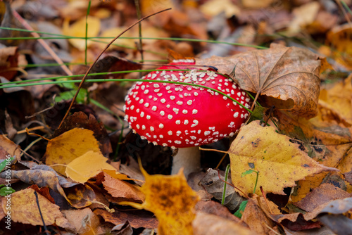 View of vibrant red Amanita muscaria, commonly known as the fly agaric or fly amanita