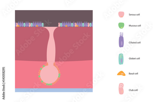 Respiratory epithelial cells illustration. Differents types of respiratory epithelial cells representation.