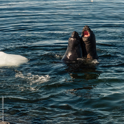 Obraz na plátně Male Elephant Seals Battle