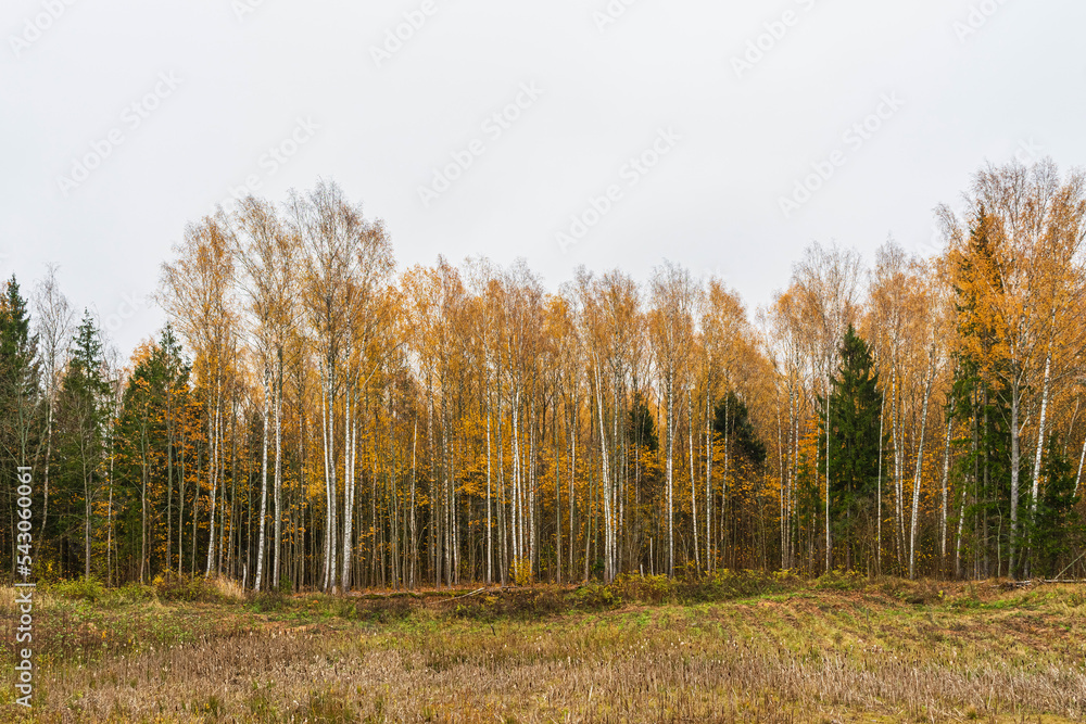 Trees with some remaining yellowed foliage in an overcast autumn. Gloomy day in the autumn forest Trees with some remaining yellowed foliage in an overcast autumn. Gloomy day in the autumn forest