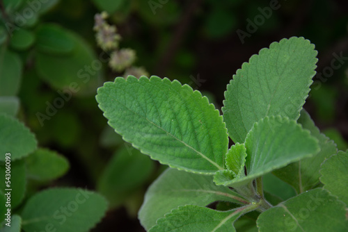 Folha do boldo para fazer chá
