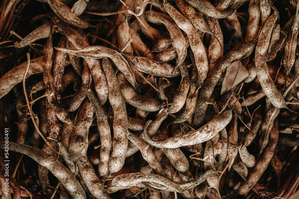 Ripe dry bean pods. Autumn texture. Harvest concept. Ripe dry bean pods. Autumn texture. Harvest concept.