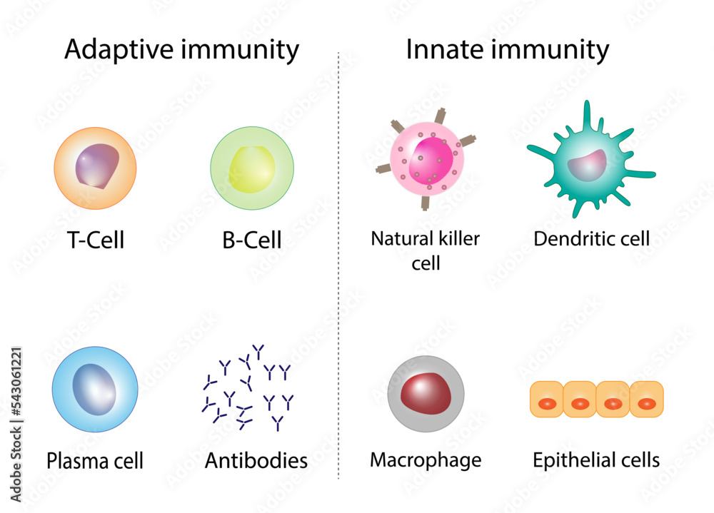 Innate immunity: Dendritic, Macrophage, Epithelial, and Natural killer cells. Adaptive immunity: T-cell, b-cell, Antibodies, Plasma cell. Vector Illustration - obrazy, fototapety, plakaty 