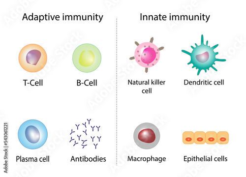 Innate immunity: Dendritic, Macrophage, Epithelial, and Natural killer cells. Adaptive immunity: T-cell, b-cell, Antibodies, Plasma cell. Vector Illustration