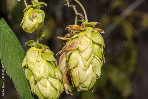 " Szyszki" dzikiego chmielu . Roślina rosnąca przy płocie prezentuje swoje owoce służące jako surowiec w procesie wytwarzania piwa .