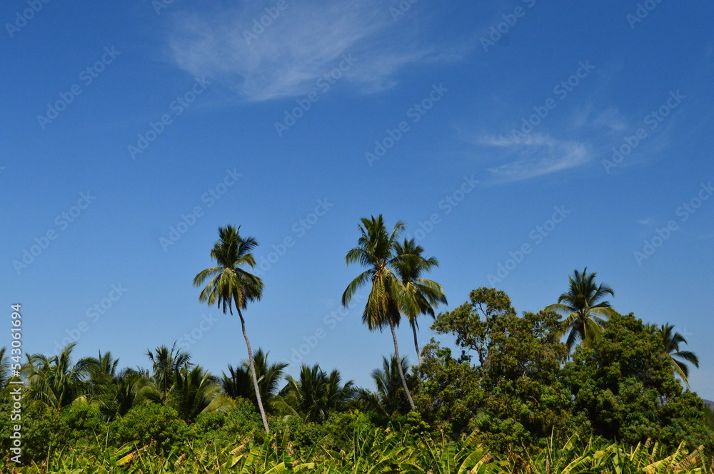 palmeras de cocos en oaxaca
