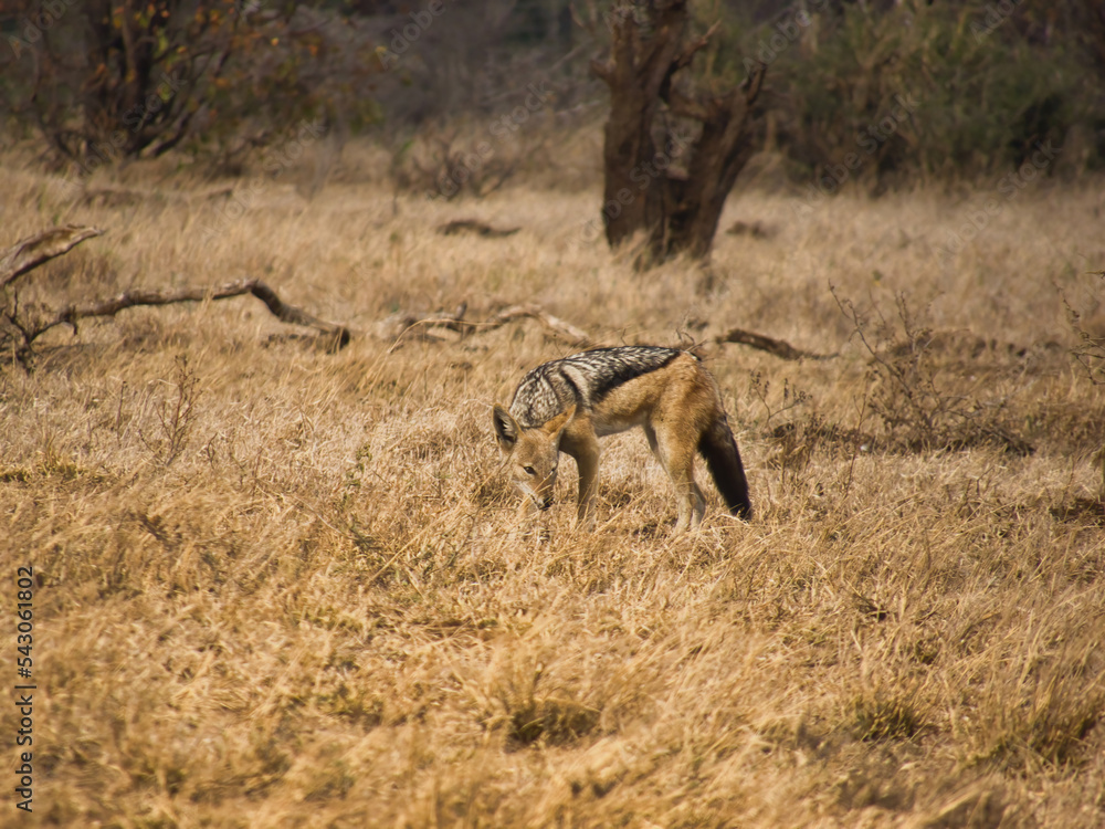 Blacked Backed Jackal Blacked Backed Jackal