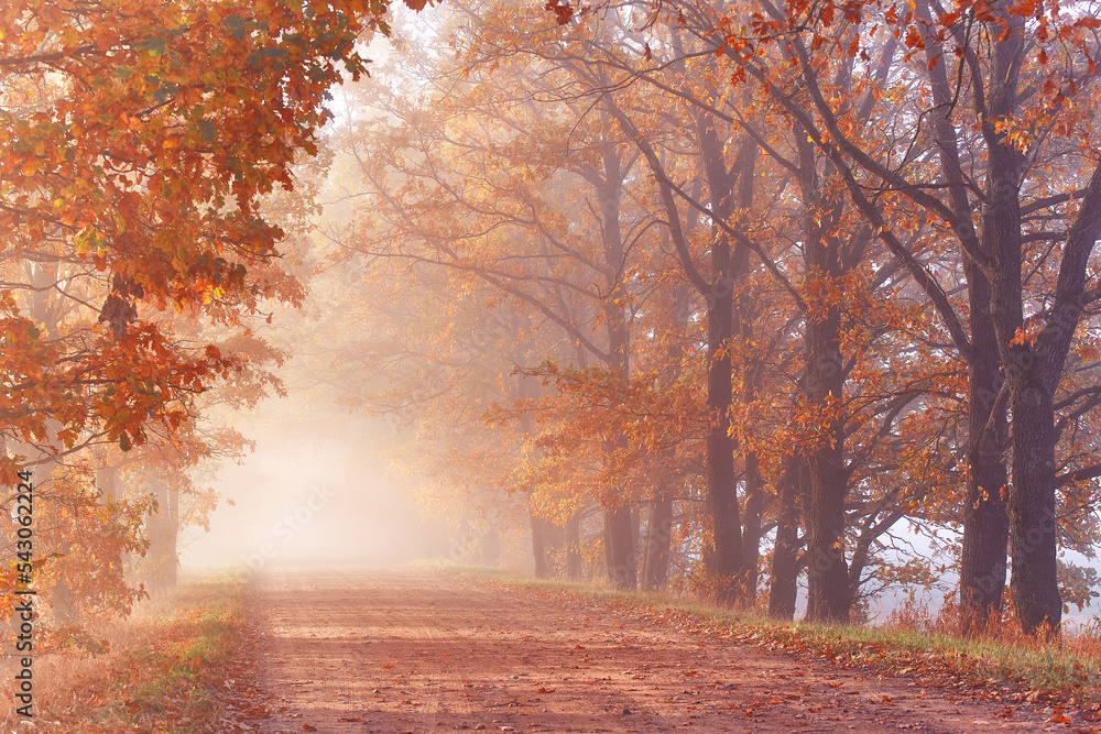 Autumn Magic forest. Colorful alley landscape in morning fog. Wood, rural road, orange leaves. Travel, walking, cycling, Fall background. Natural tunnel